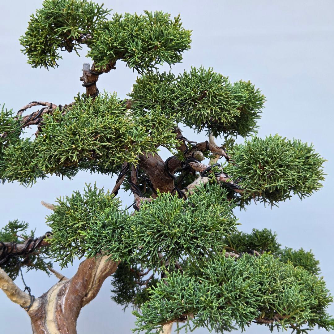 真柏　[模様木]　大品盆栽