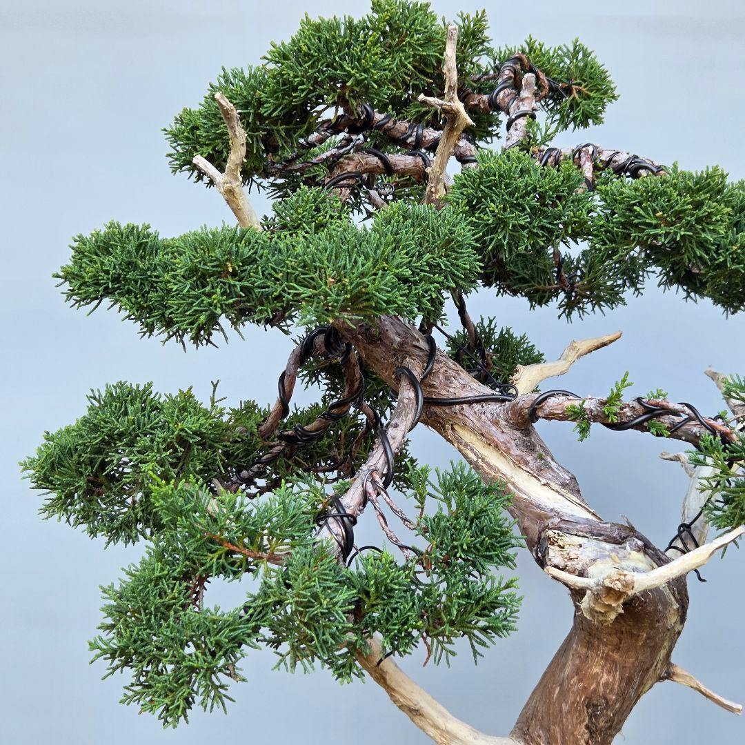 真柏　[模様木]　大品盆栽