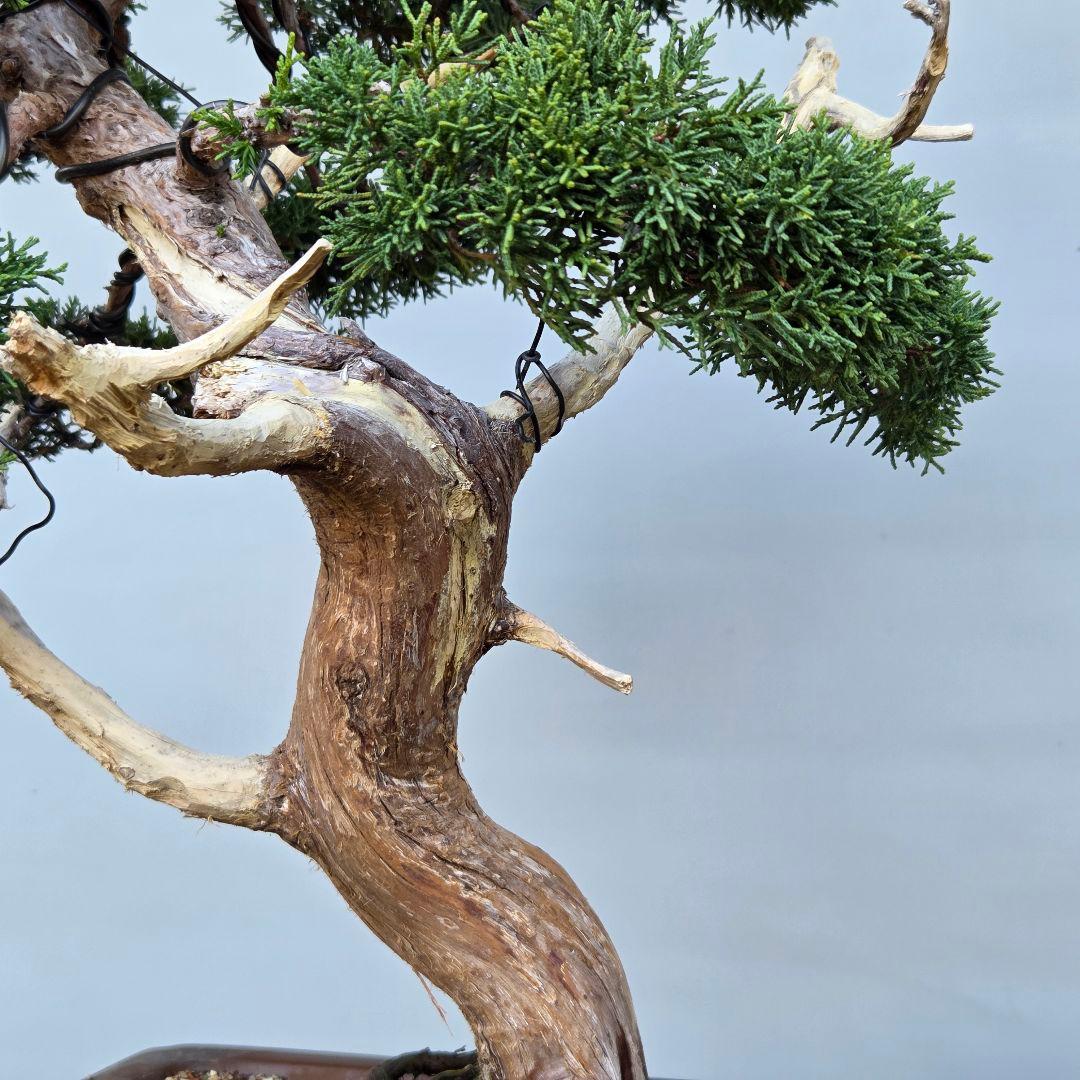 真柏　[模様木]　大品盆栽