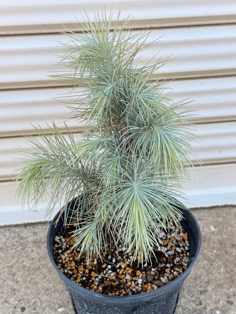 【希少・現品】マルチネス・ピニョン松 5号 ワイルド樹形