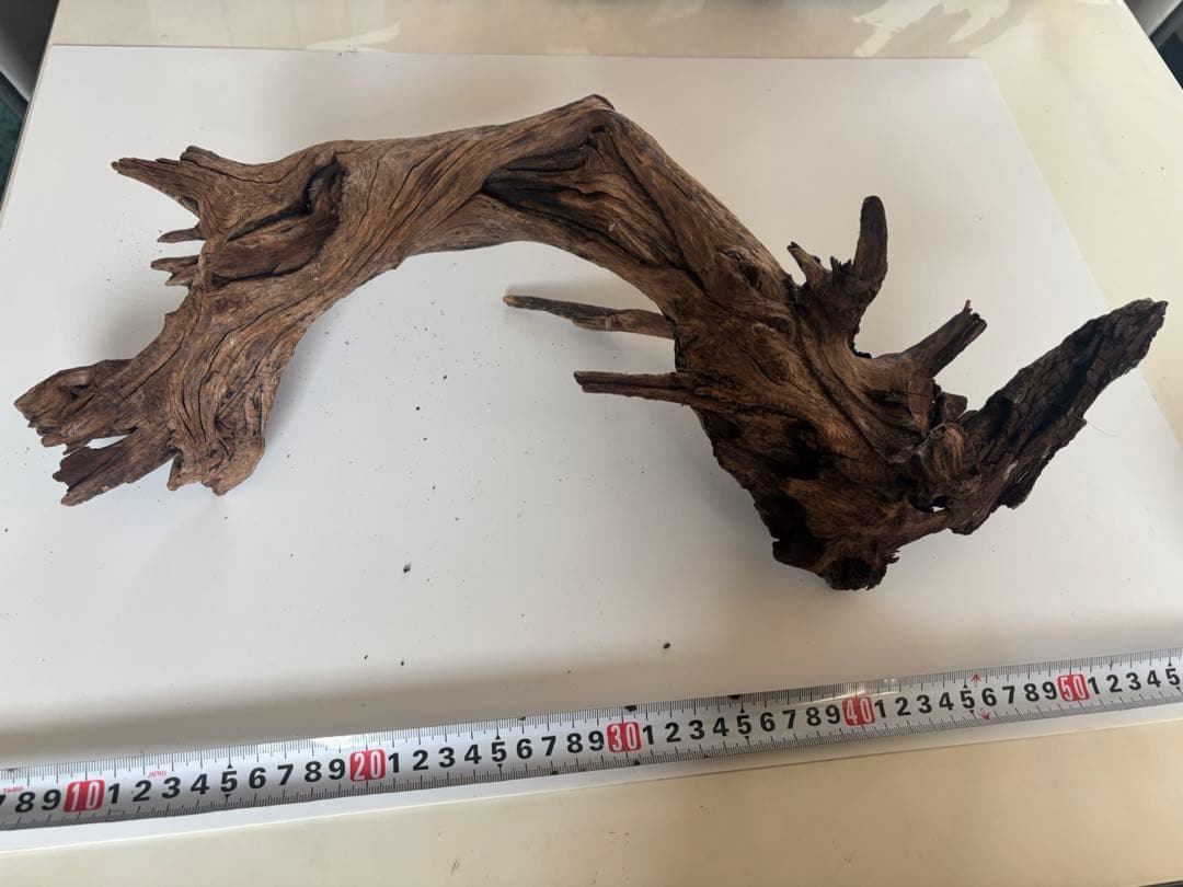 流木　　(60セン水槽レイアウト)