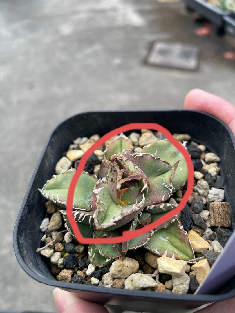 アガベ　チタノタ　麻花龍　子株