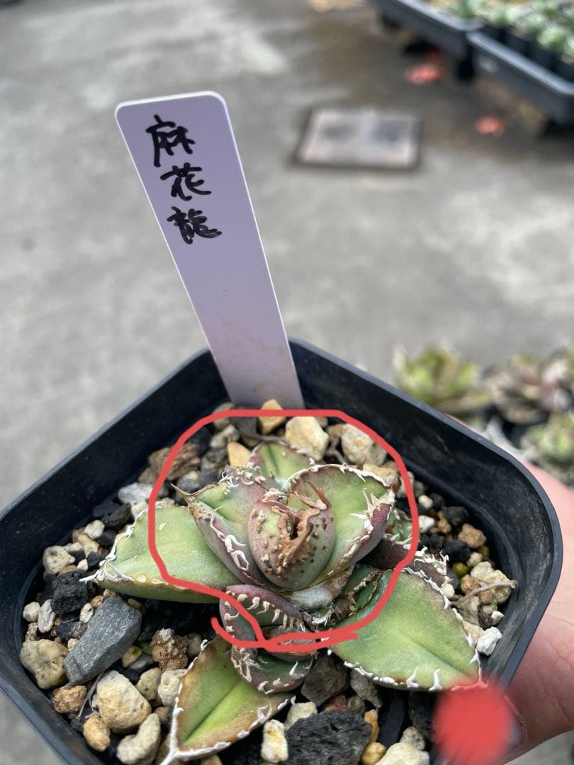 アガベ　チタノタ　麻花龍　子株