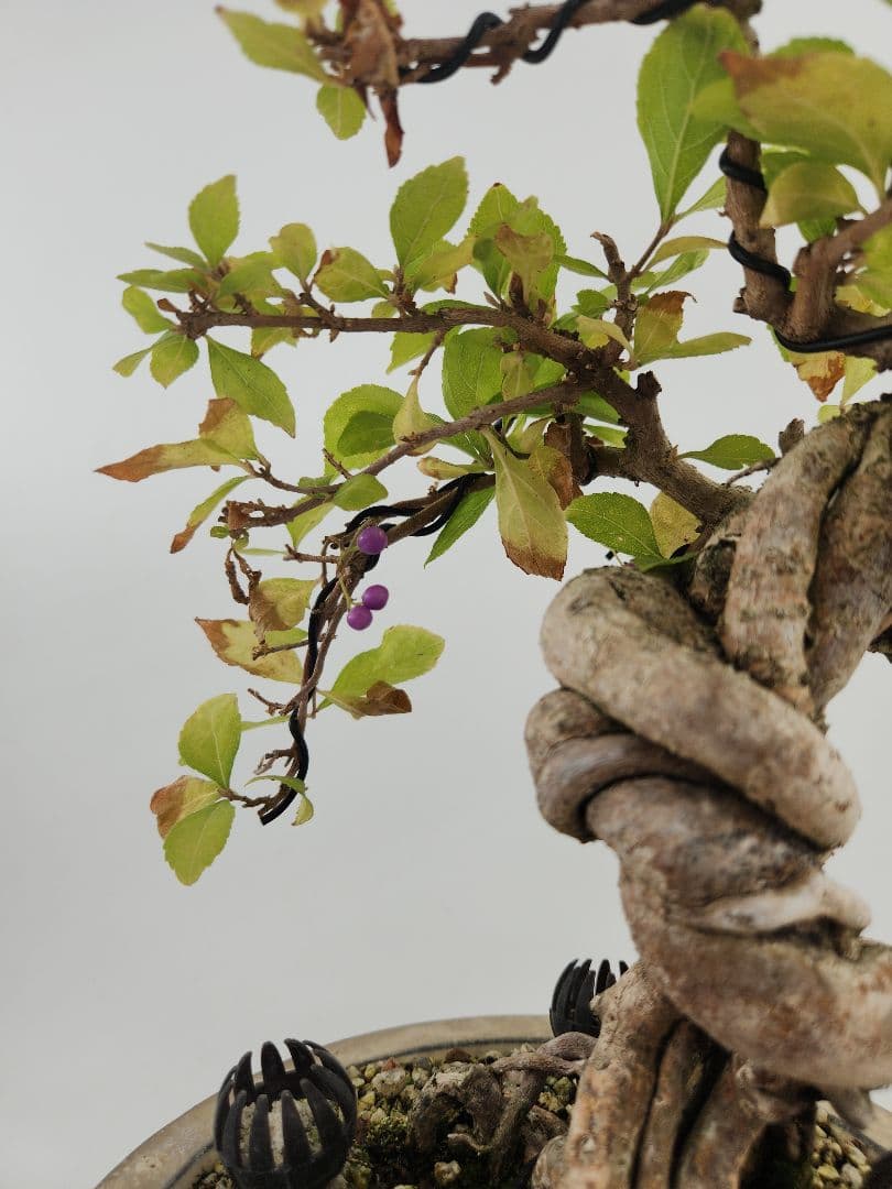 小品 懸崖 紫式部盆栽 五葉松盆栽 真柏盆栽 懸崖 真柏 黒松 赤松 五葉松