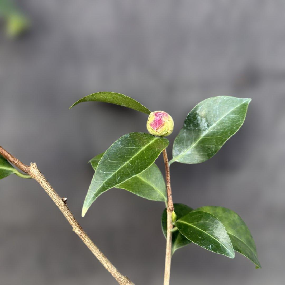 あ美　大社紫　此の糸　咲羽の誉3点セット