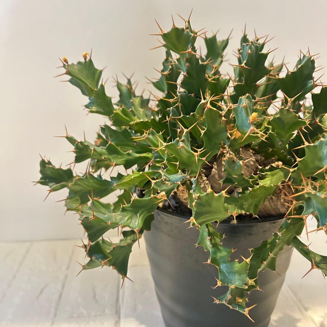 塊根植物:ユーフォルビア・クラビゲラ(現地球、発根済み)