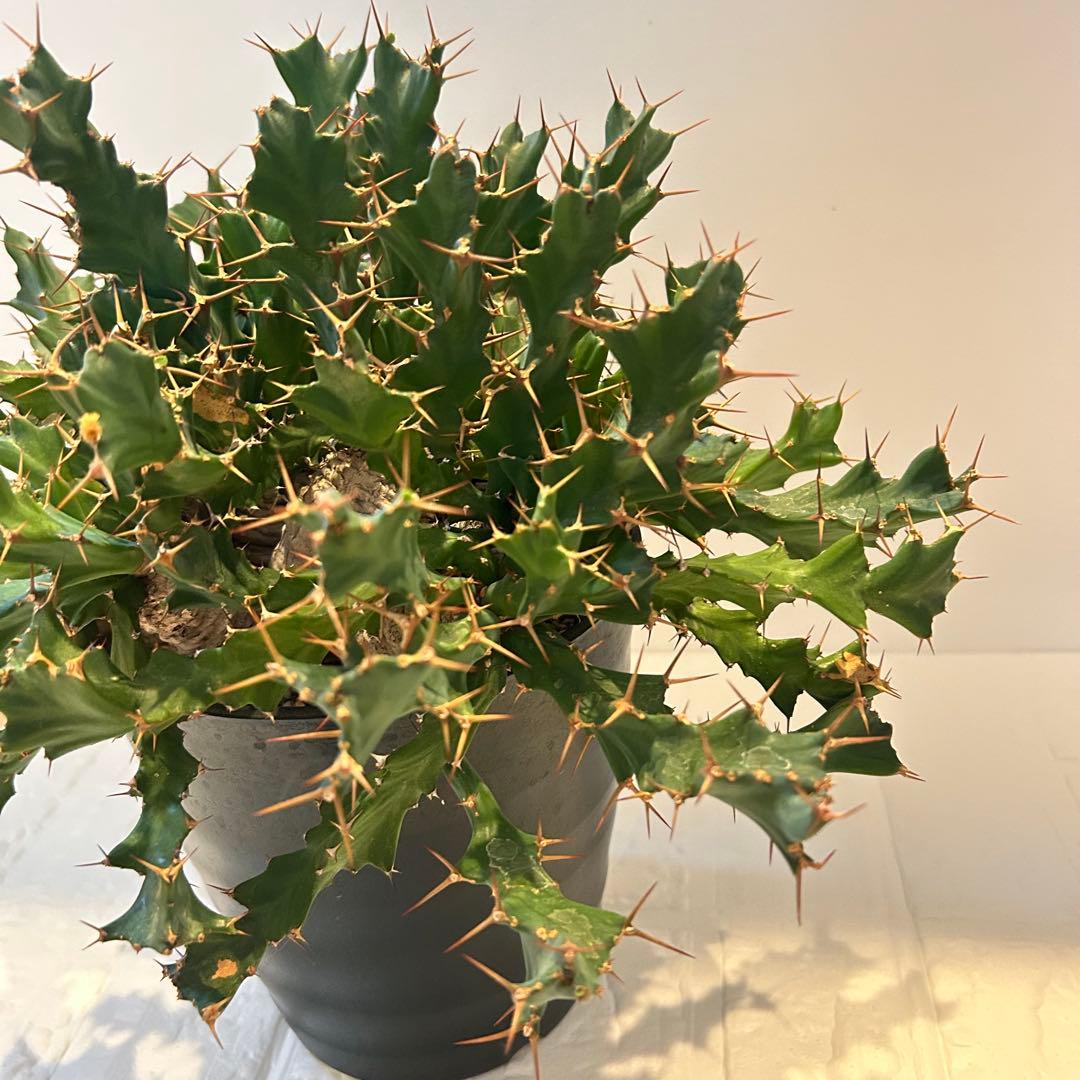 塊根植物:ユーフォルビア・クラビゲラ(現地球、発根済み)