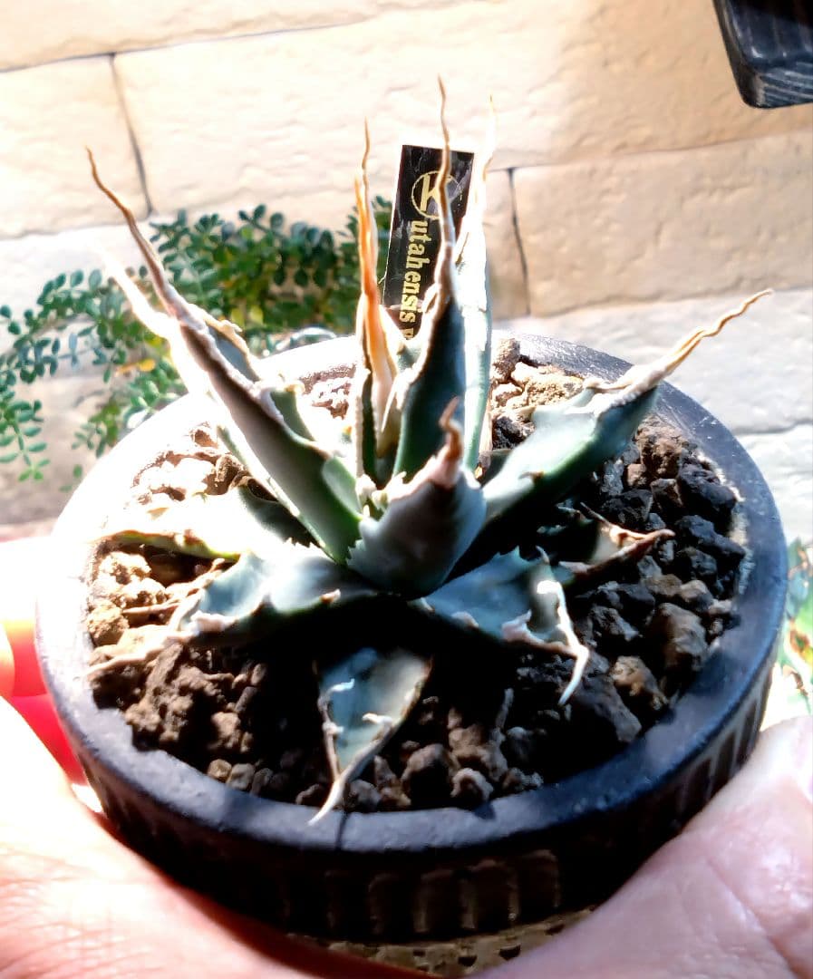 アガベ　ユタエンシス　エボリスピナ　実生　4年目　陽炎　選抜