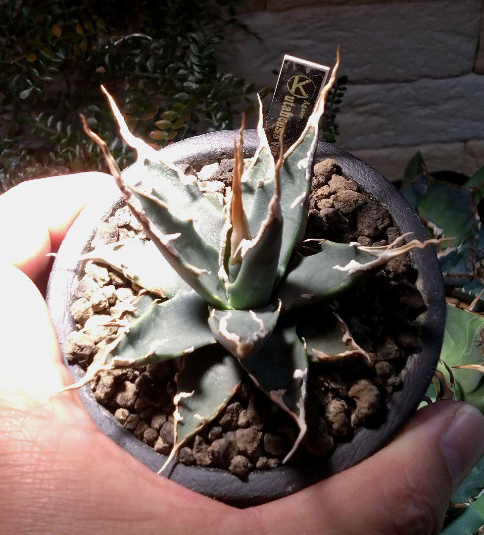 アガベ　ユタエンシス　エボリスピナ　実生　4年目　陽炎　選抜