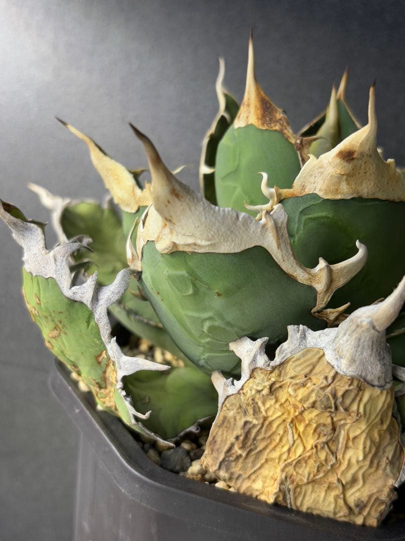 オアハカ ワイルド_カット子株_発根済天芽_現地球子株