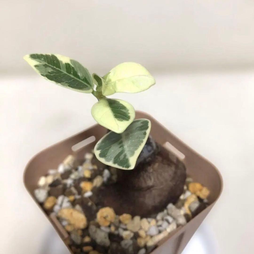 【mg.gm 】パンダ　ガジュマル　斑入り　2個セット