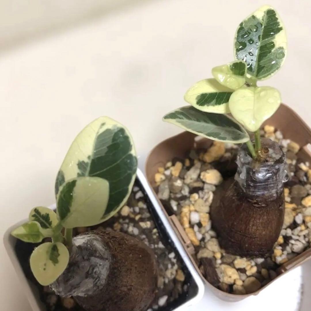 【mg.gm 】パンダ　ガジュマル　斑入り　2個セット