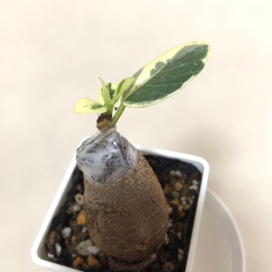 【mg.gm 】パンダ　ガジュマル　斑入り　2個セット