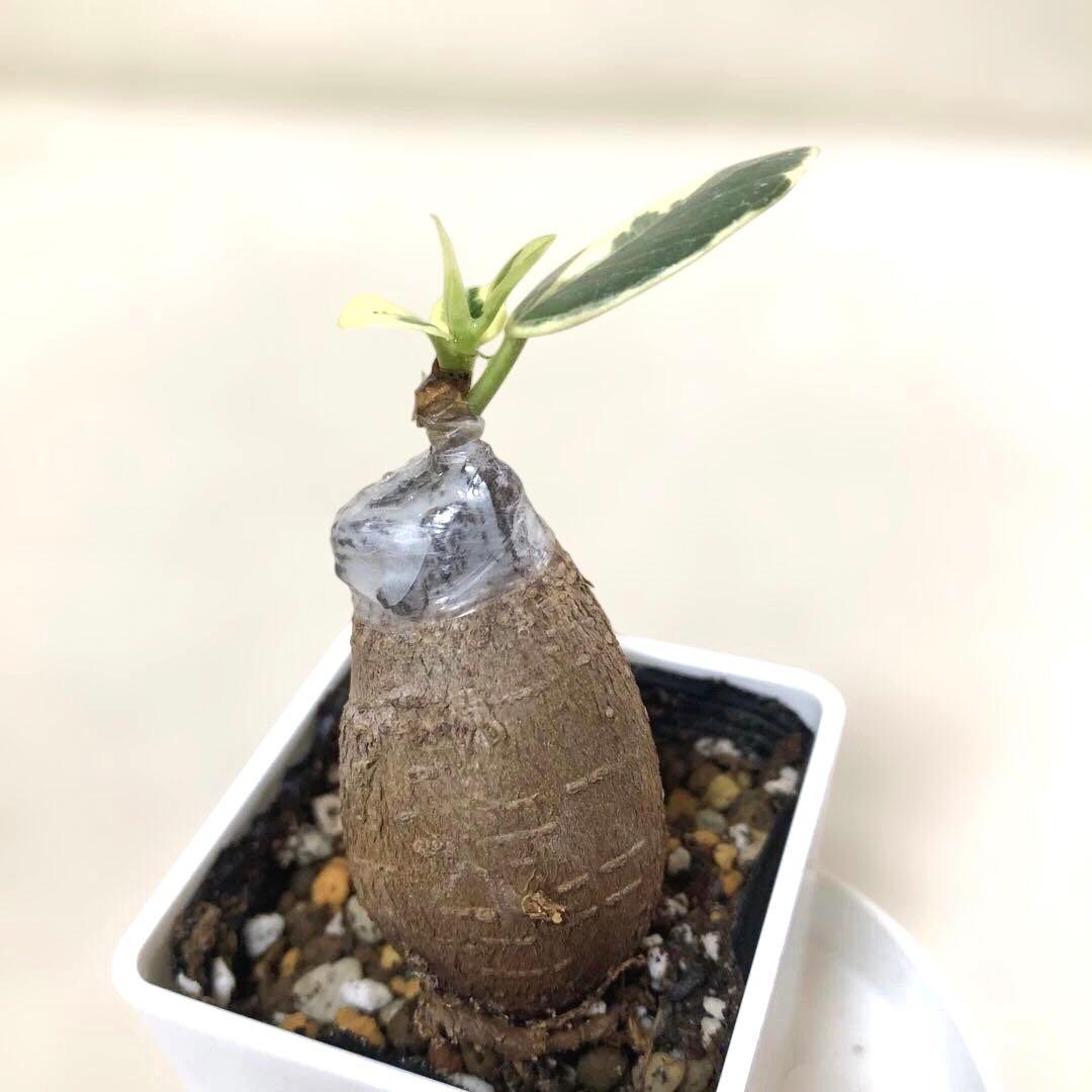 【mg.gm 】パンダ　ガジュマル　斑入り　2個セット