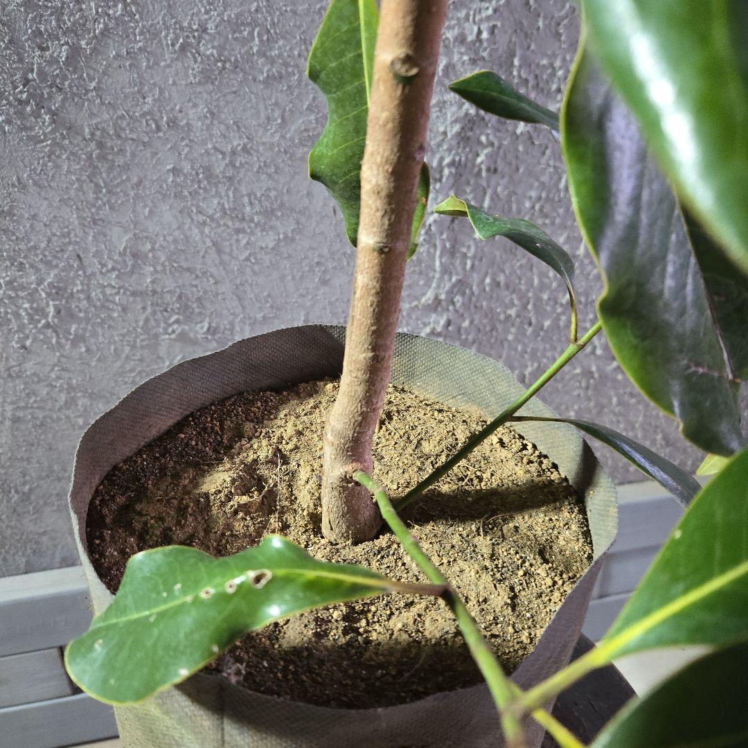 ⑤　タイサンボク　「リトルジャム」　特大苗木最高等級極上品‼️