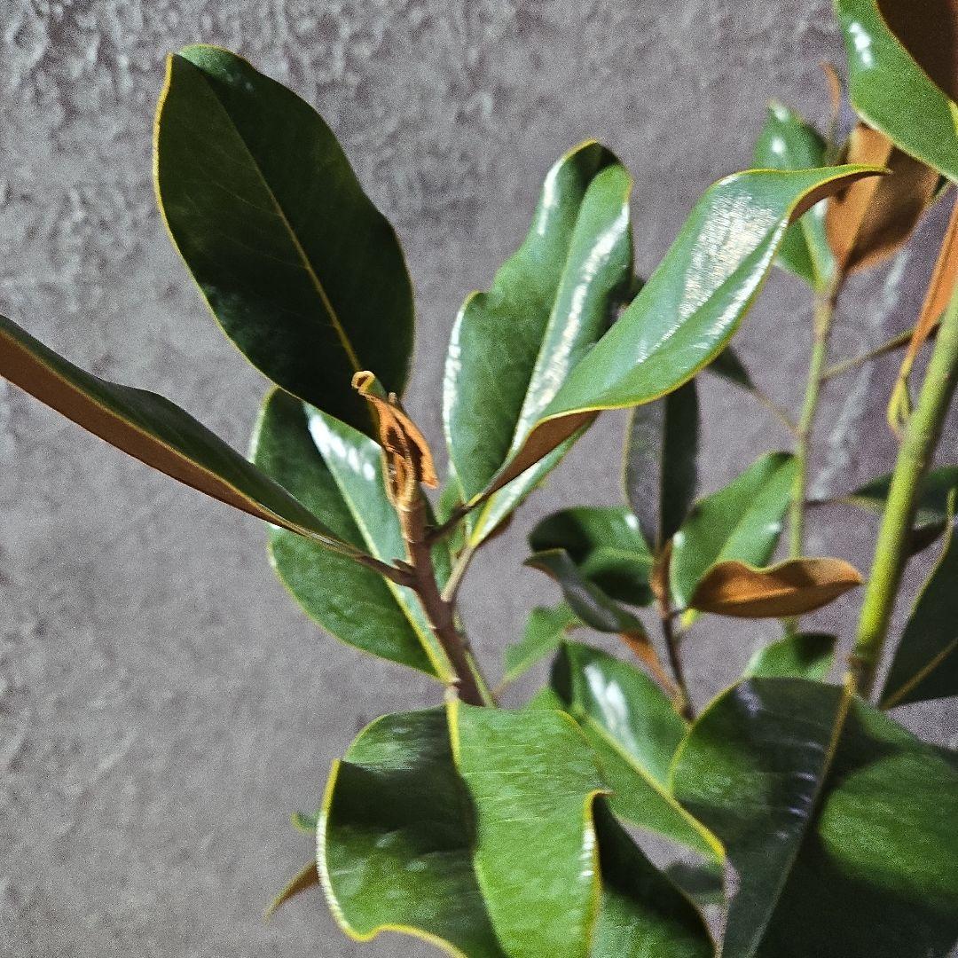 ⑤　タイサンボク　「リトルジャム」　特大苗木最高等級極上品‼️