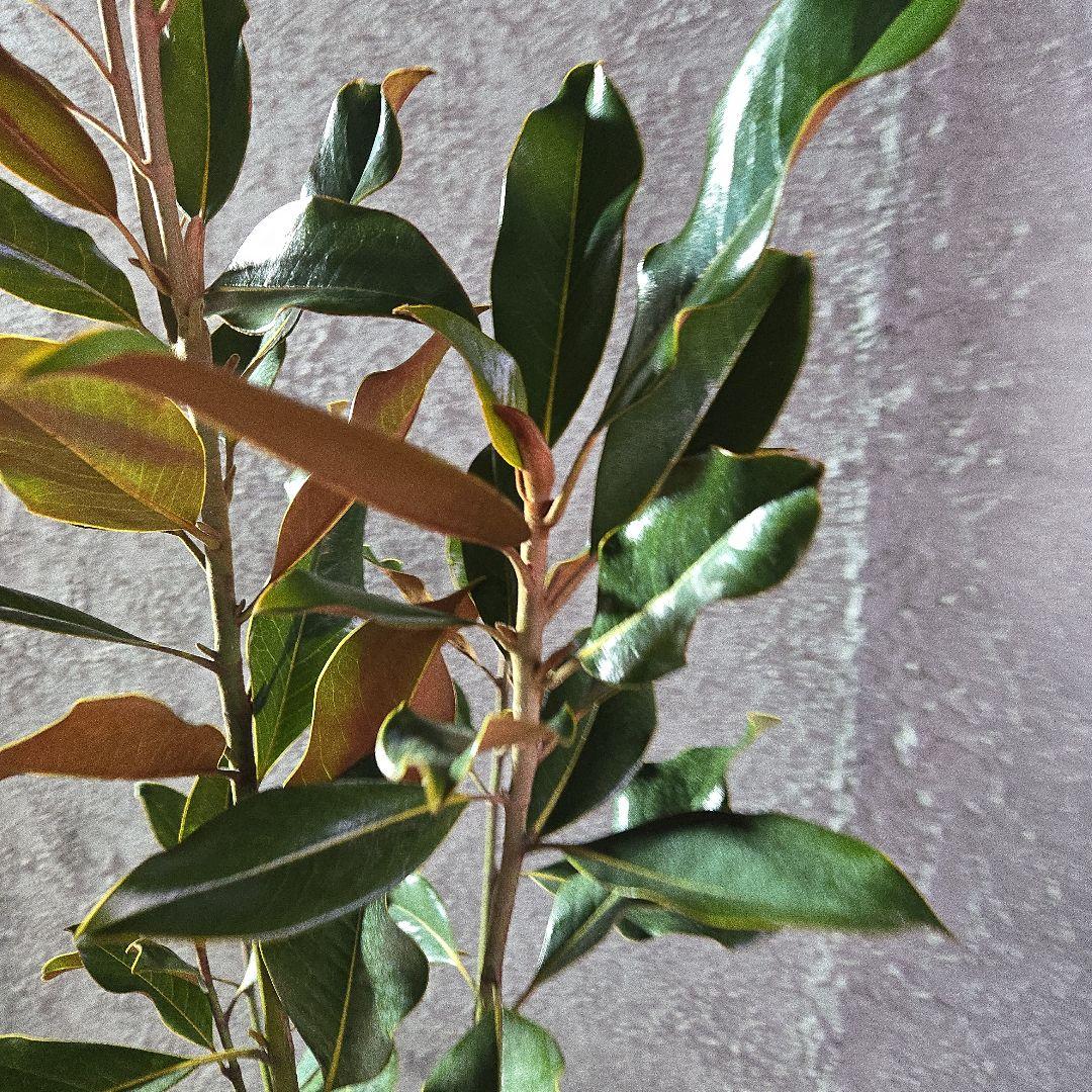 ⑤　タイサンボク　「リトルジャム」　特大苗木最高等級極上品‼️