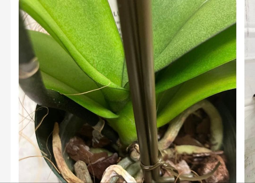 ④正規品　希少品種　胡蝶蘭　コチョウラン　ファレノプシス　ブルージーン　パープル