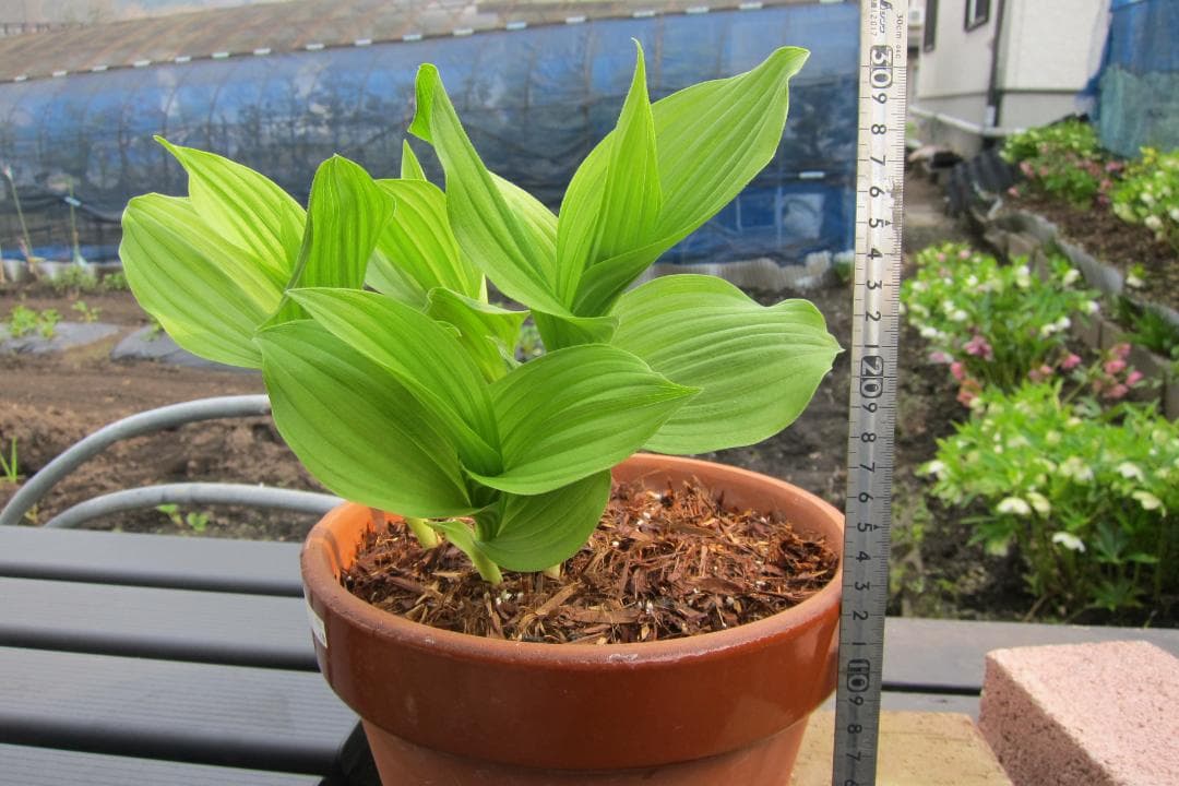 専用　レブンアツモリソウ花1芽　葉芽３