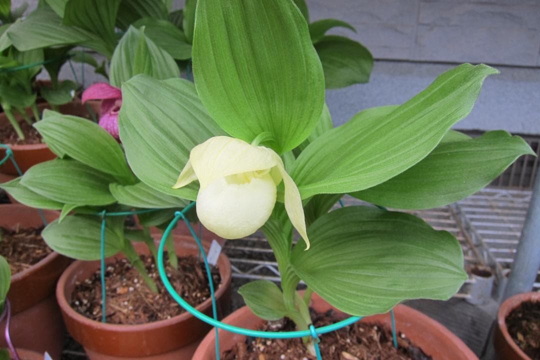 専用　レブンアツモリソウ花1芽　葉芽３