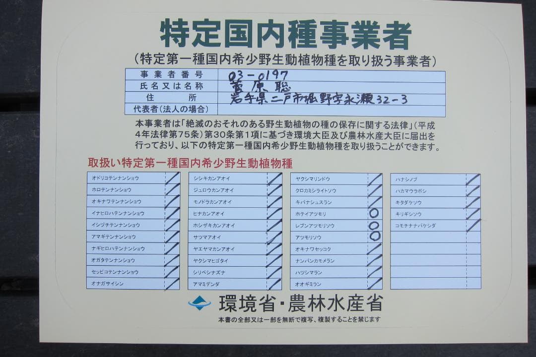 専用　レブンアツモリソウ花1芽　葉芽３