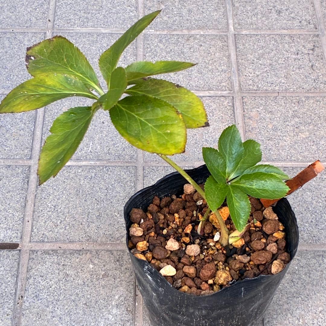 も*子様 ☘️ラスト2☘️開花株❤️根パンパン❤️沢山新芽元気株3274⭐️極上