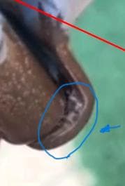 折りたたみ自転車 14インチ