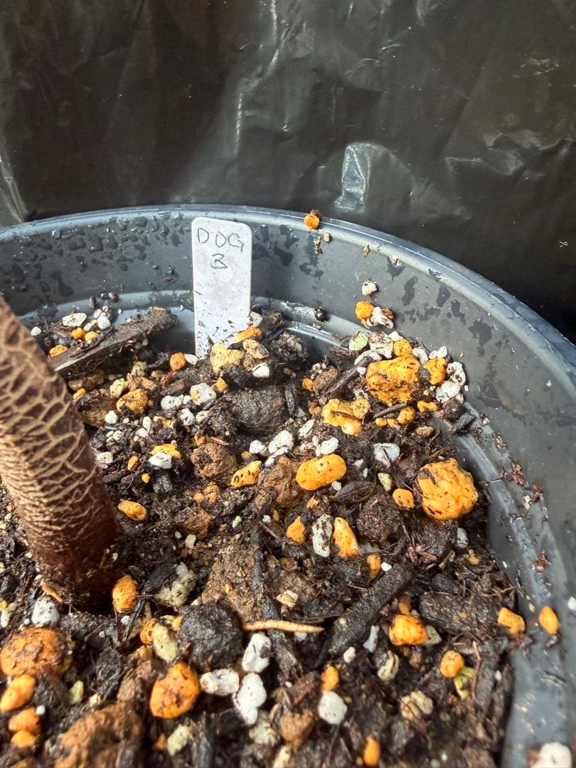 ドリアン苗Orange Durio Graveolens苗 DOG3