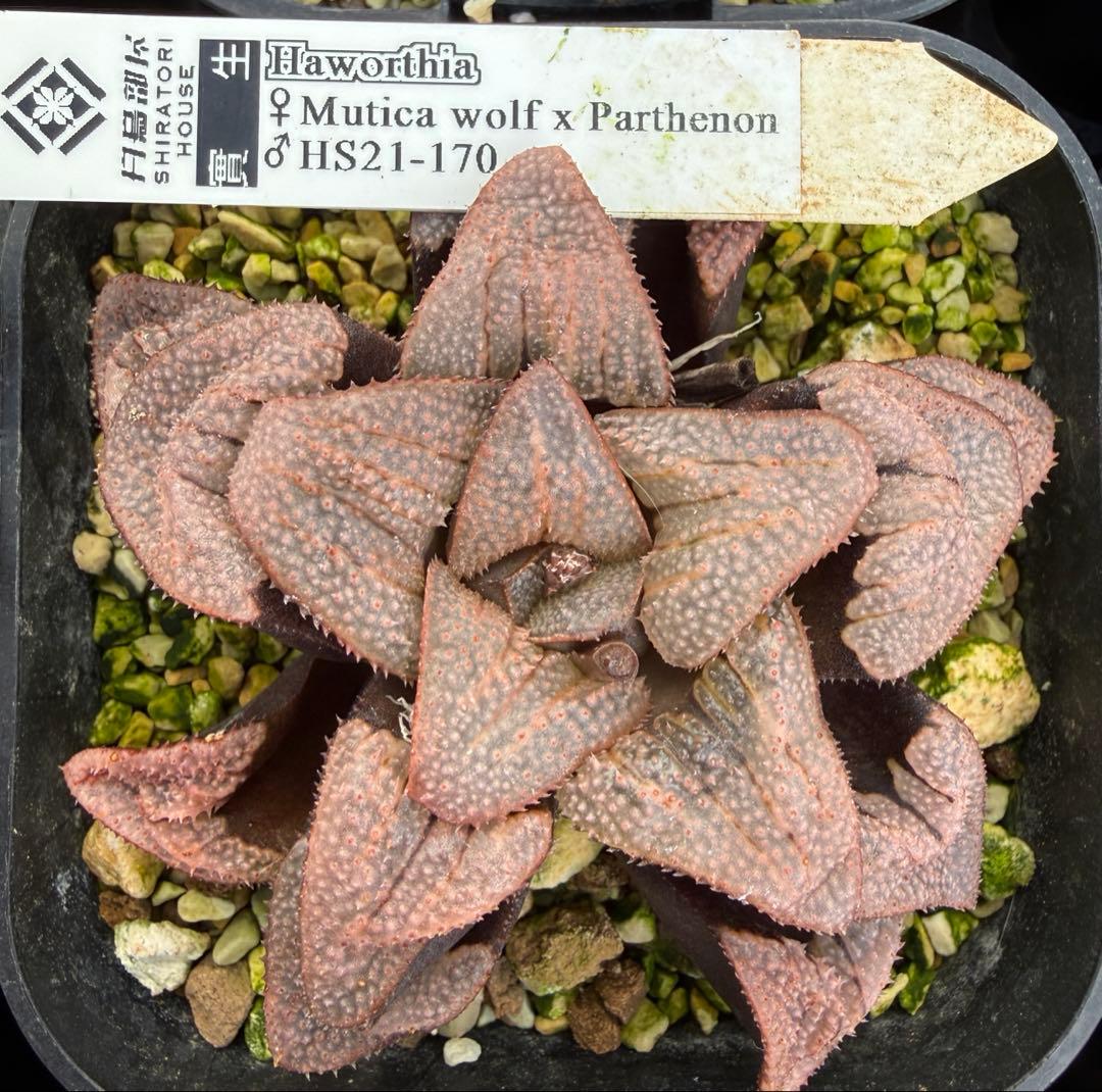 多肉植物　ハオルチア ハオルシア 白鳥部屋実生