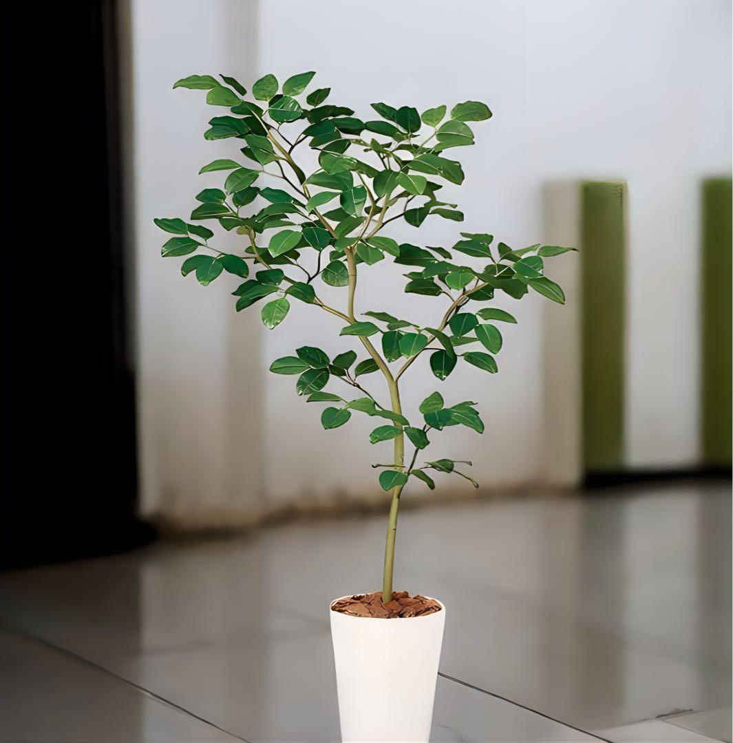 光触媒　人工観葉植物　ウォールグリーン　フェイクグリーン　ベンガルボタイジュ