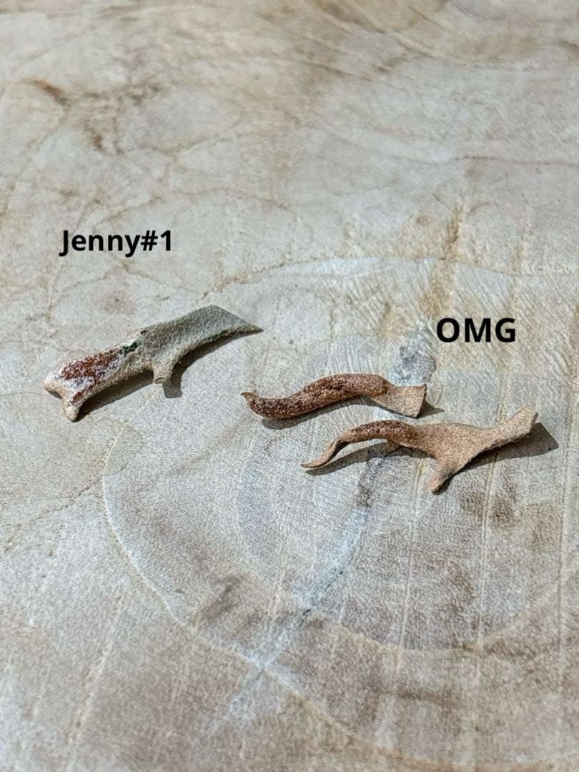willinckii Jenny #1 & OMG胞子 セット　ビカクシダ