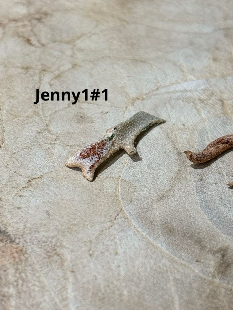 willinckii Jenny #1 & OMG胞子 セット　ビカクシダ