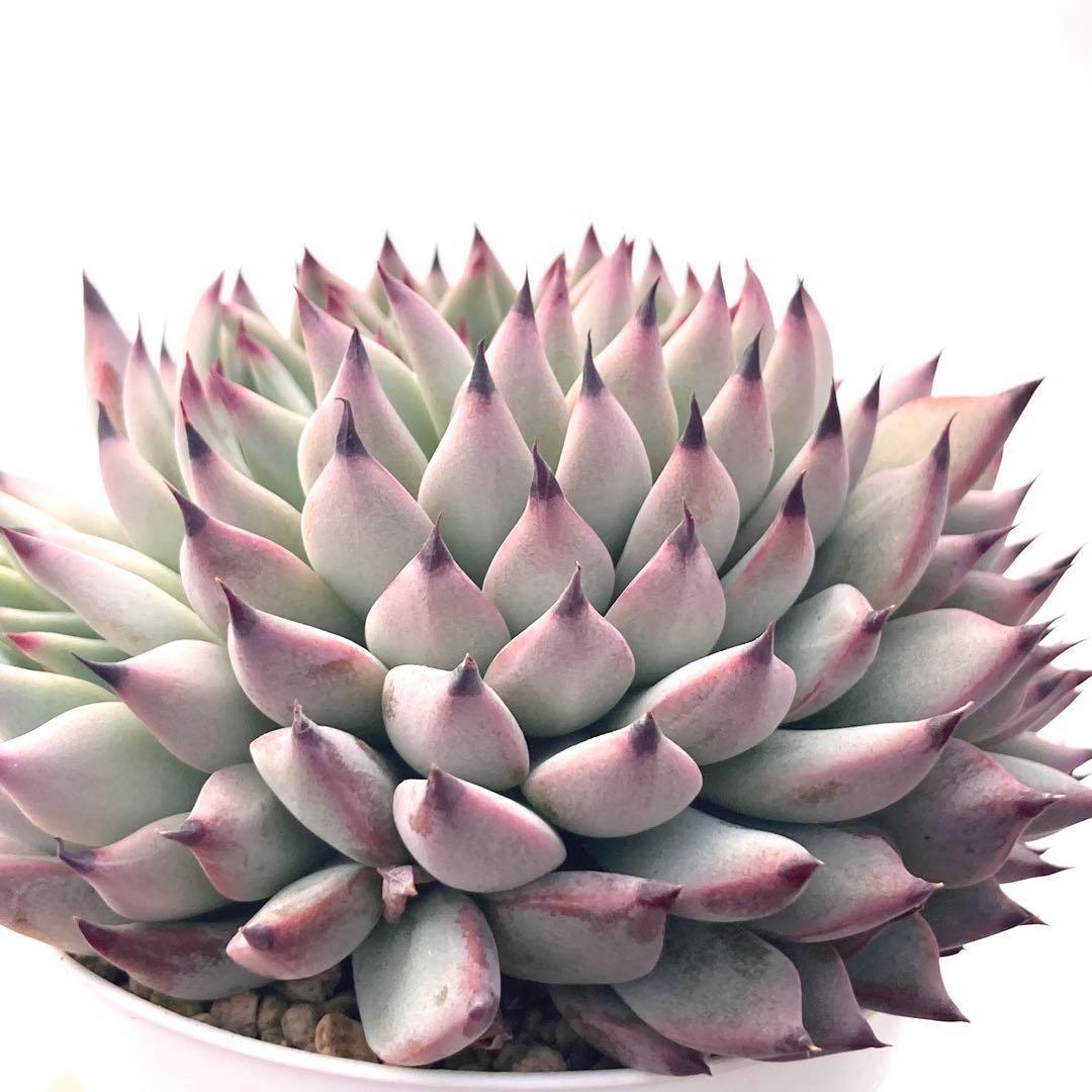 【激レア綴化苗】ミックスベリア 紫紺の矢 多肉植物 おらいさん 自家繁殖苗