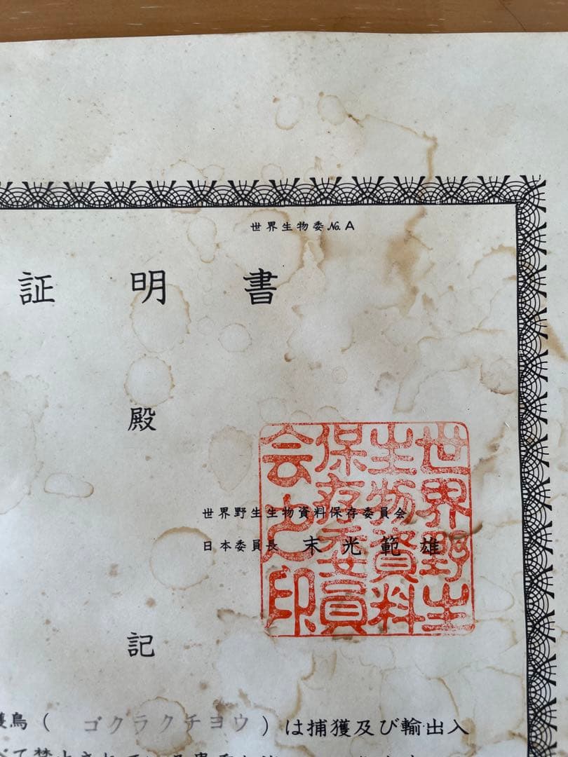 世界鳥獸館（フォーナランド）鳥　剥製　極楽鳥　ゴクラクチョウ　証明書付き