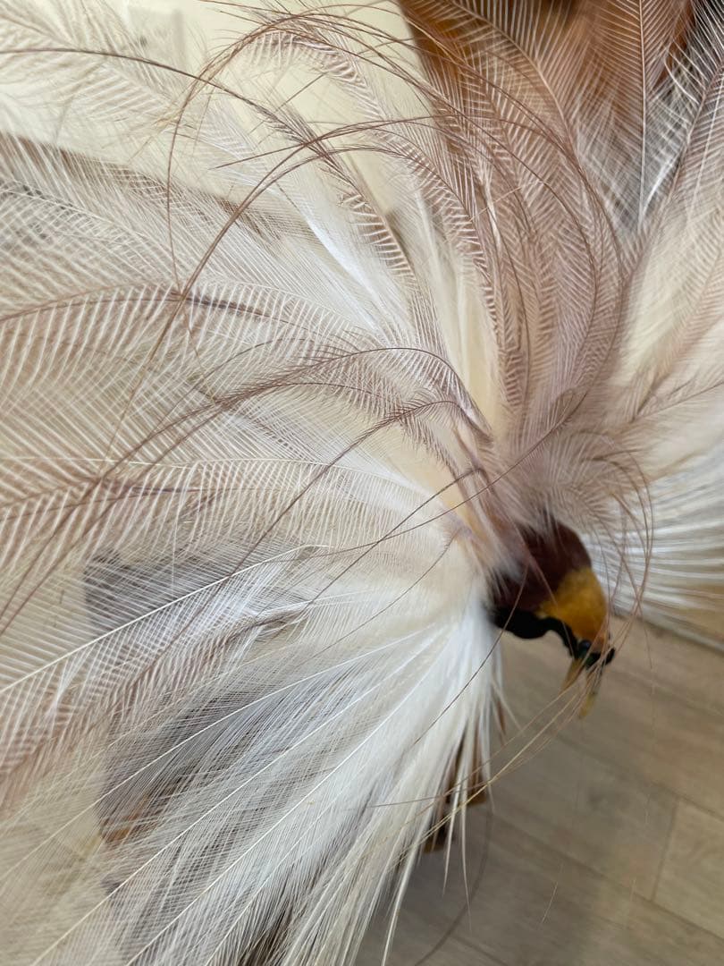 世界鳥獸館（フォーナランド）鳥　剥製　極楽鳥　ゴクラクチョウ　証明書付き