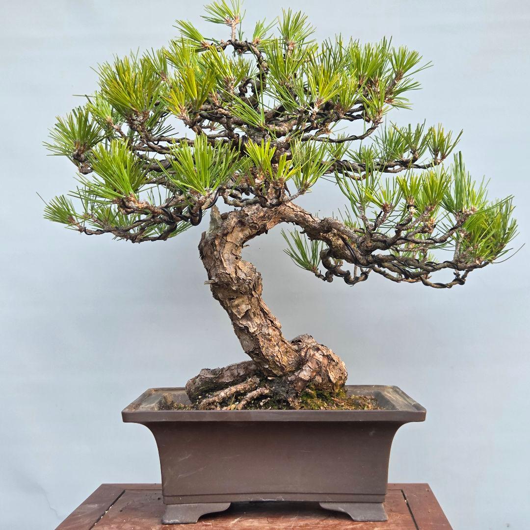 黒松　[模様木]　大品盆栽