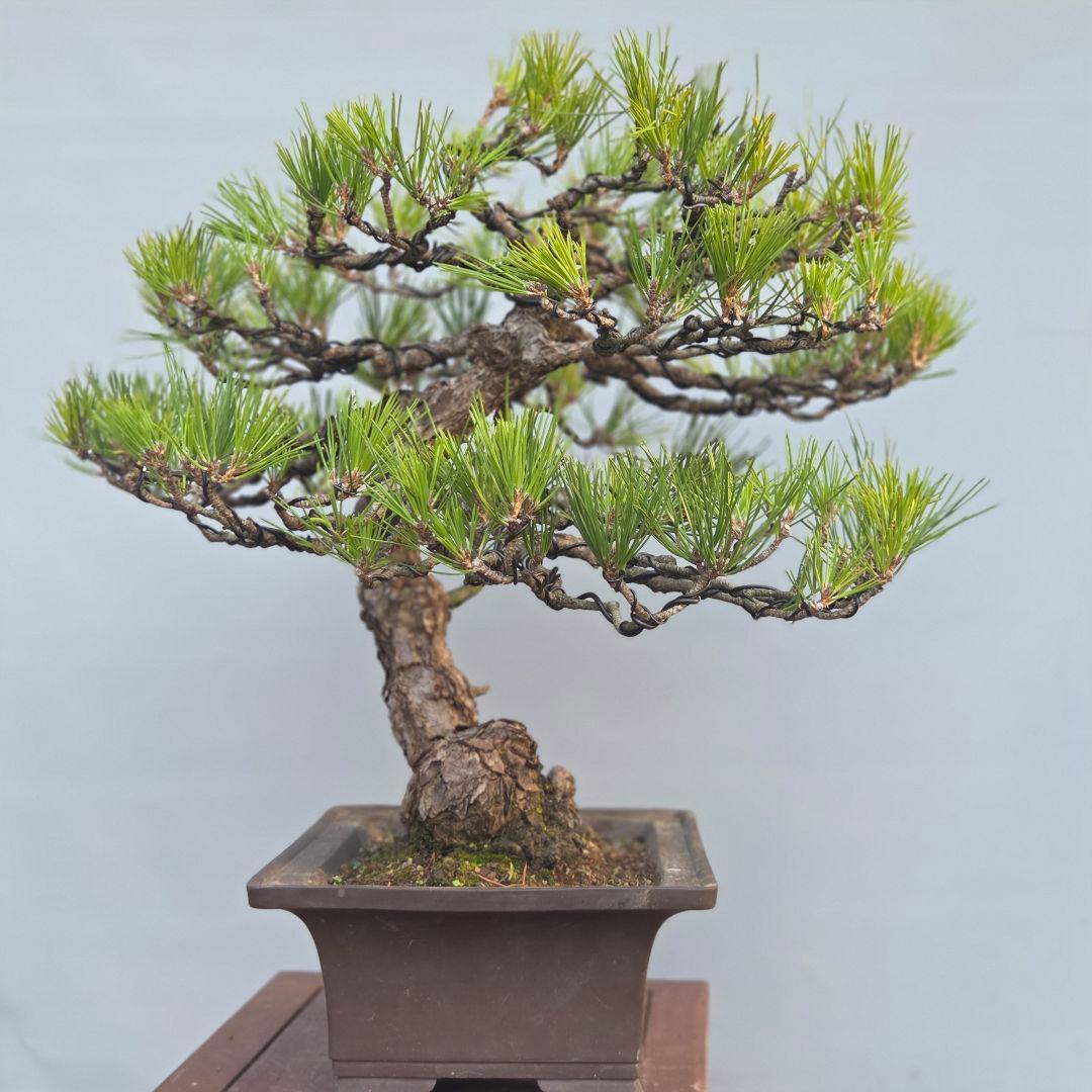 黒松　[模様木]　大品盆栽