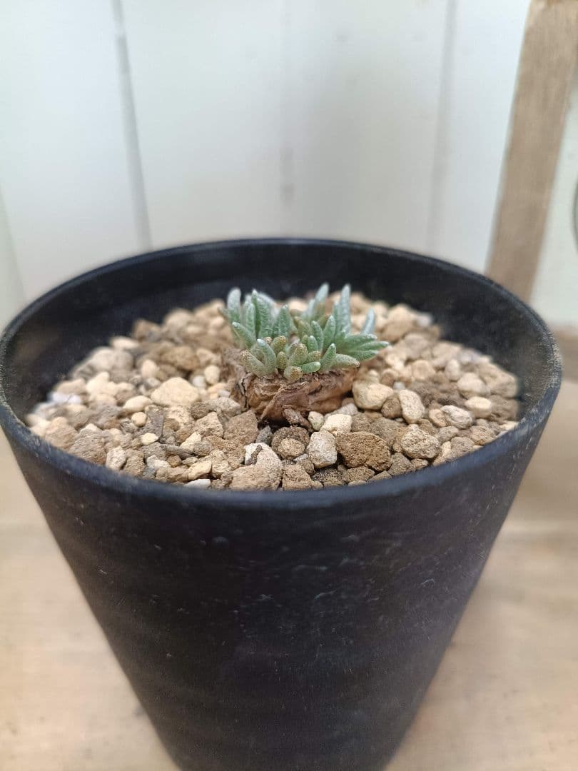 大介ページ　　D039 珍種 アボニア クイナリア（赤花）