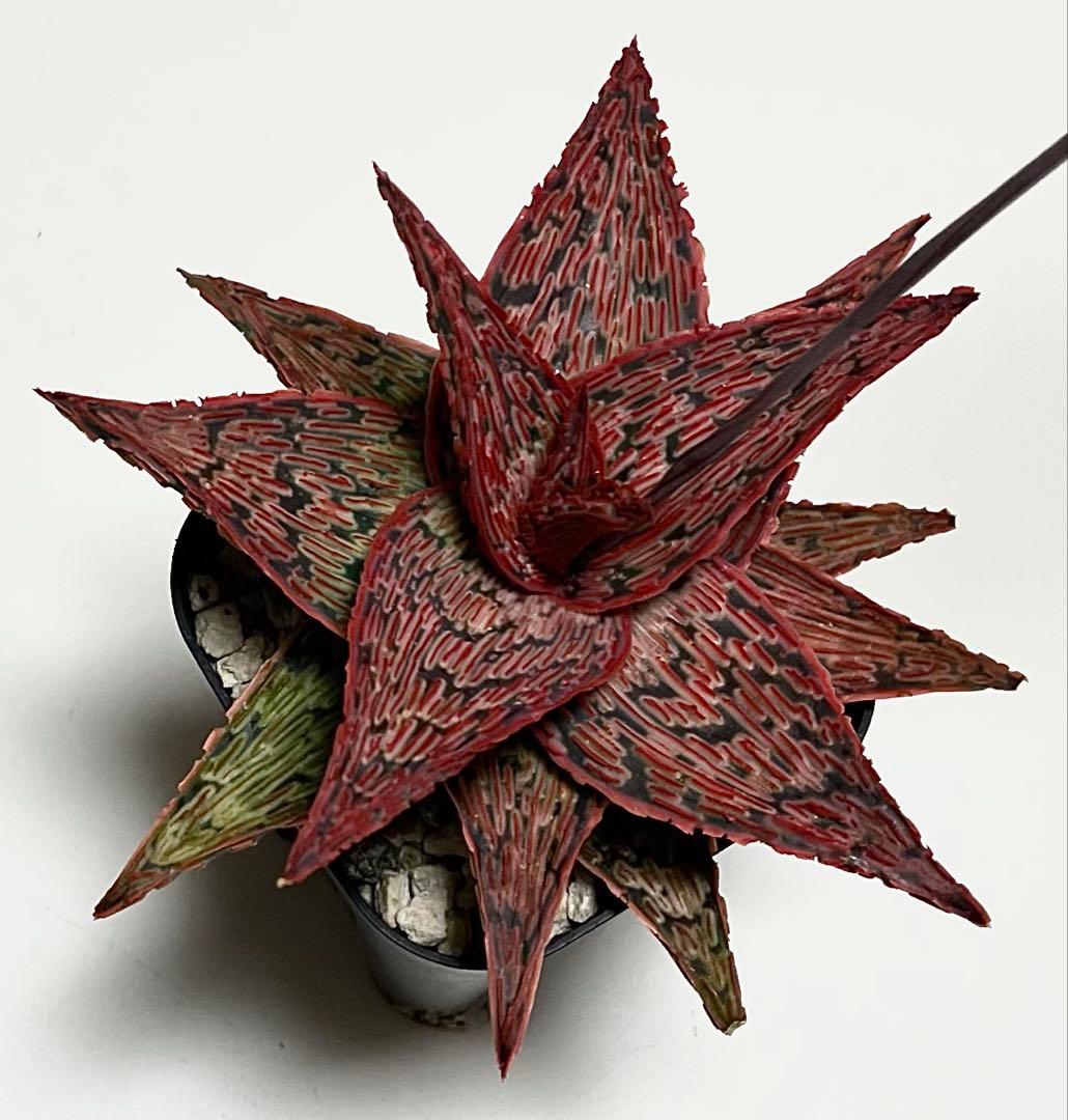 速達付き◾️アロエTCTハイブリッド【親株】充実株第四種Aloeアロエハイブリッド