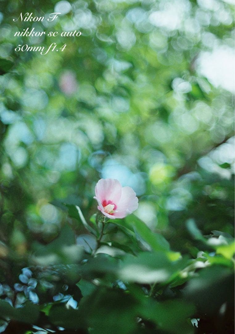 Choiさま専用★(値引きノークレーム)完動品＊美品★nikon f