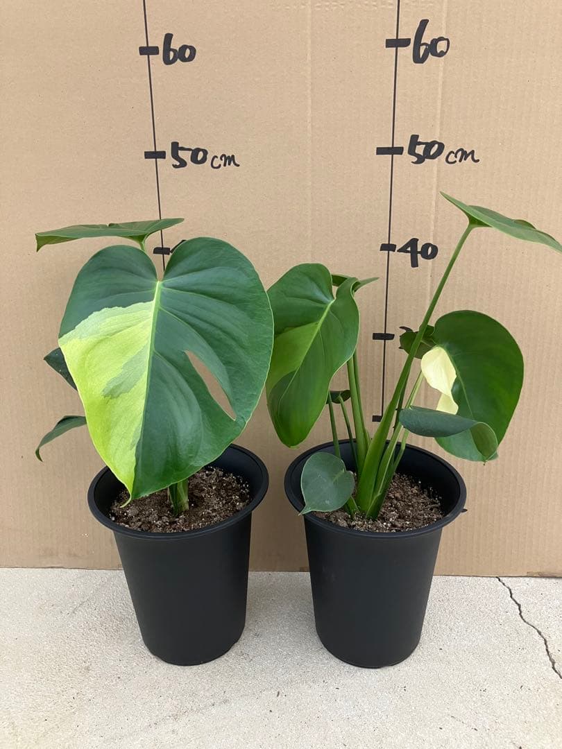 モンステラ斑入り　デリシオーサ実生株　2鉢セット