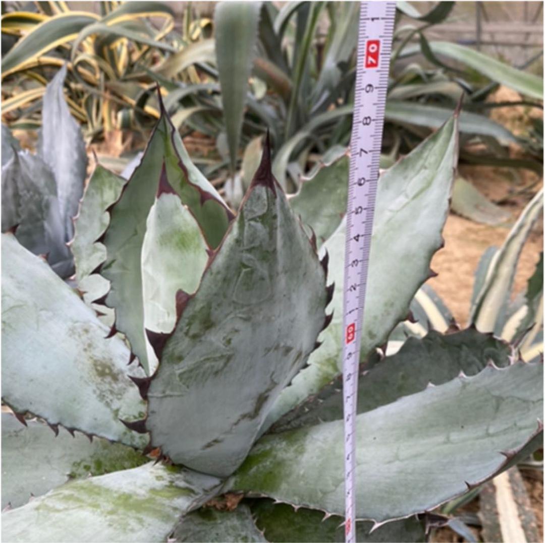 アガベ　チタノタ　BB BLACK＆BLUE 超々大型株　抜き苗発送送料込み