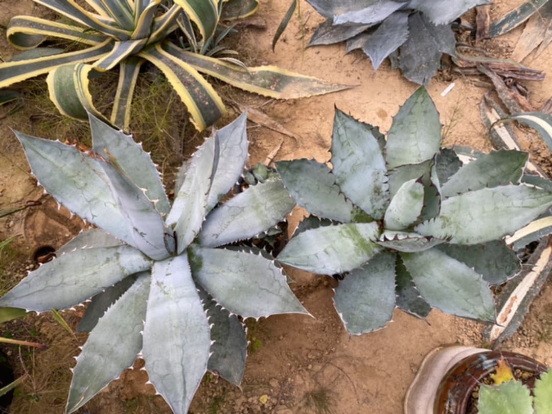 アガベ　チタノタ　BB BLACK＆BLUE 超々大型株　抜き苗発送送料込み