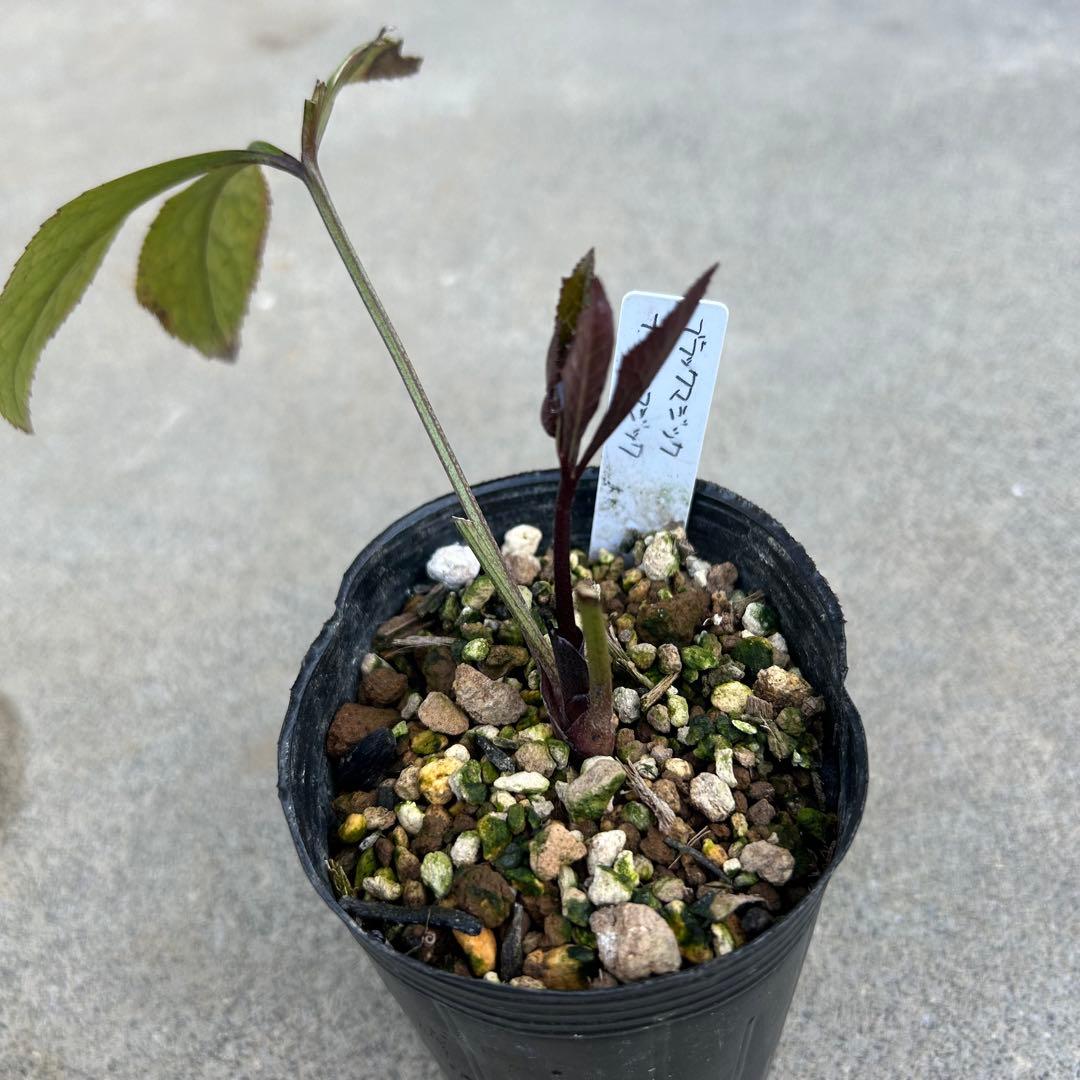 もり子「歳末セール」クリスマスローズ 苗 セット