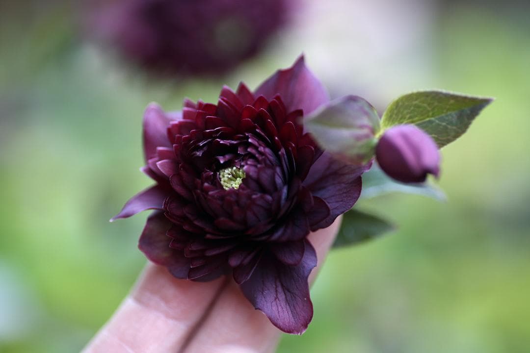 もり子「歳末セール」クリスマスローズ 苗 セット