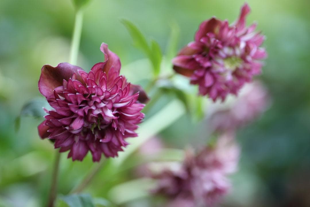 もり子「歳末セール」クリスマスローズ 苗 セット