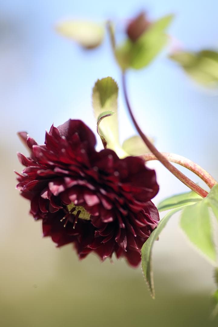 もり子「歳末セール」クリスマスローズ 苗 セット