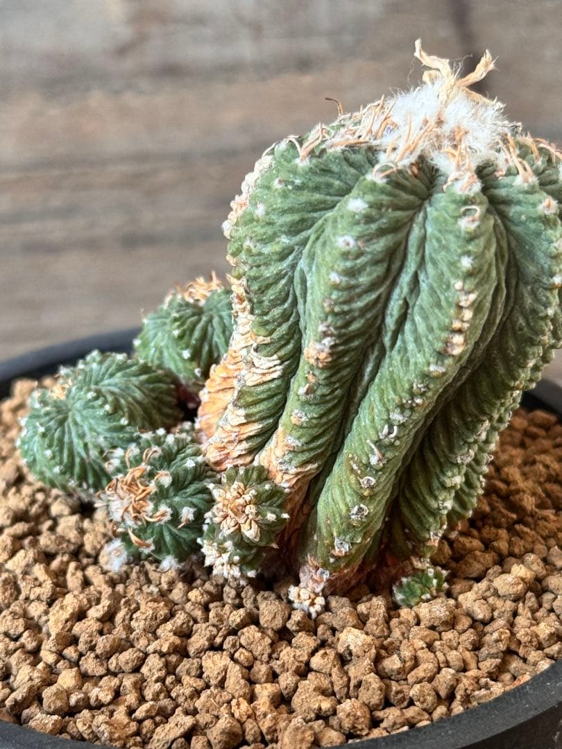 【希少品種】花籠 Aztekium ritteri アズテキウム リッテリー