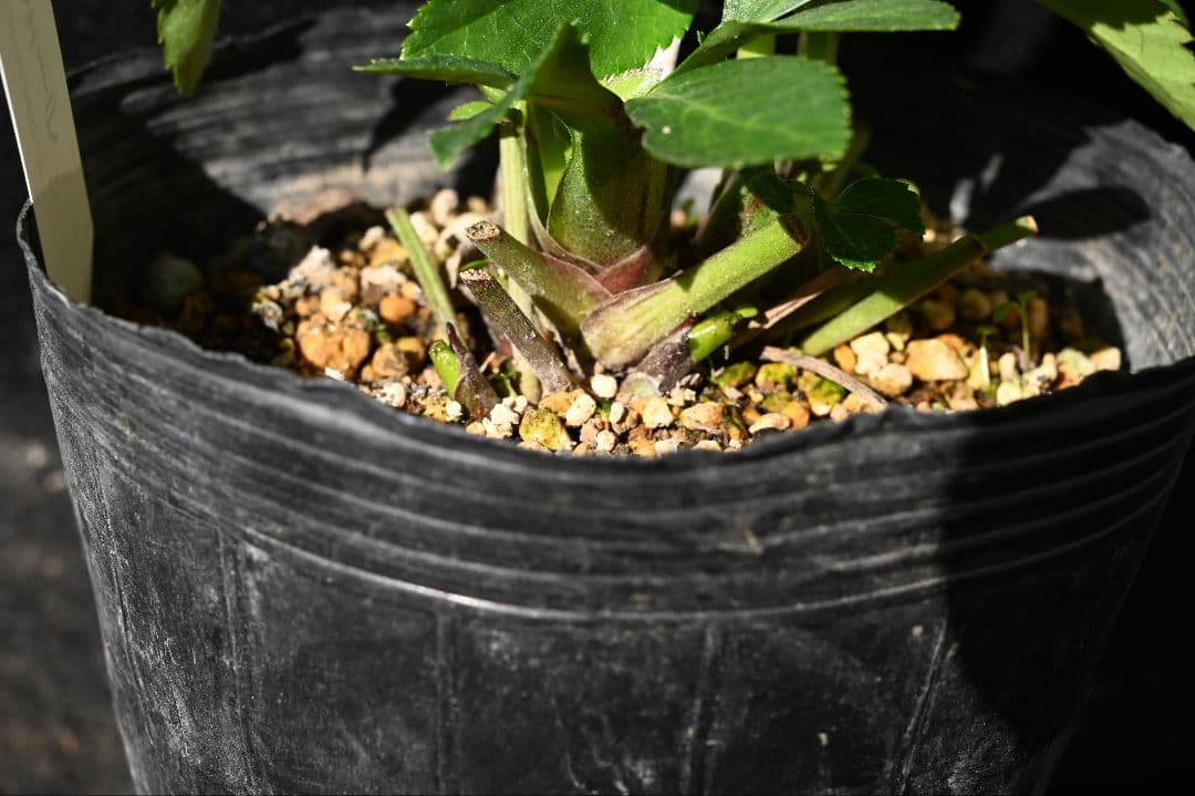 クリスマスローズ　認定プリマヴェーラ　sd多弁 加藤農園