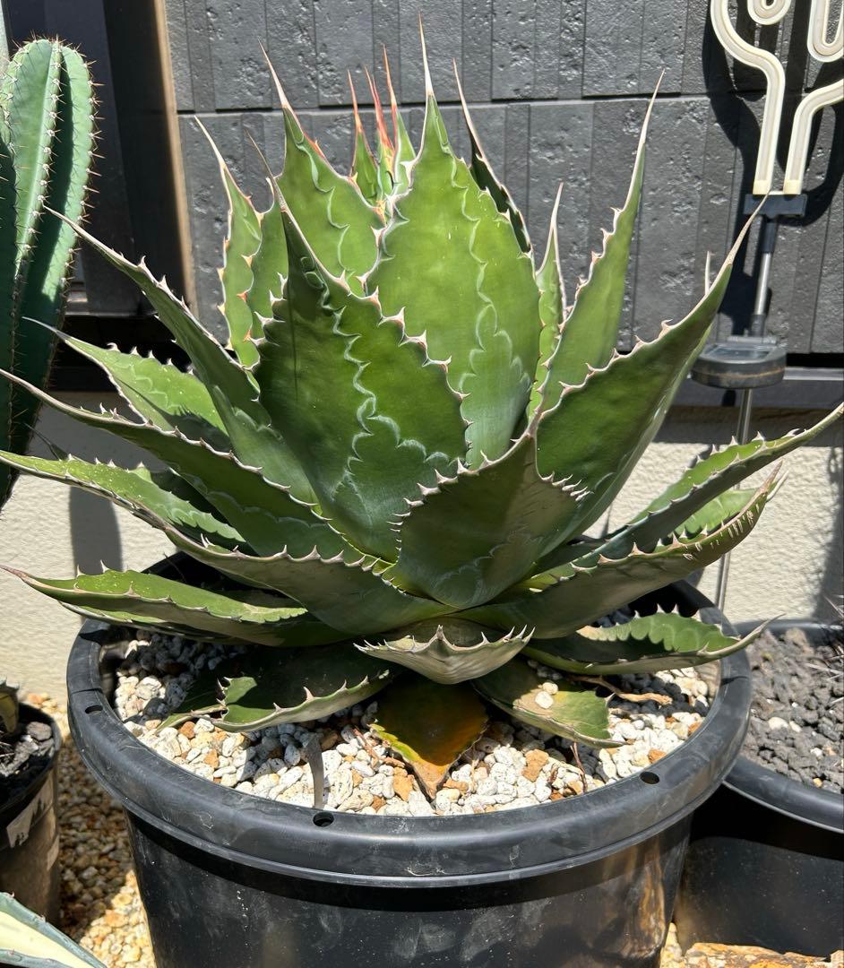 アガベ　モンタナ　超特大　美形　引き取り限定 　ドライガーデン　サボテン